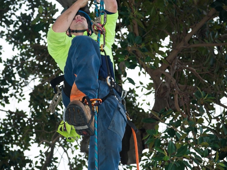 Qualified arborist working in a mature tree during a risk assessment in West Midlands