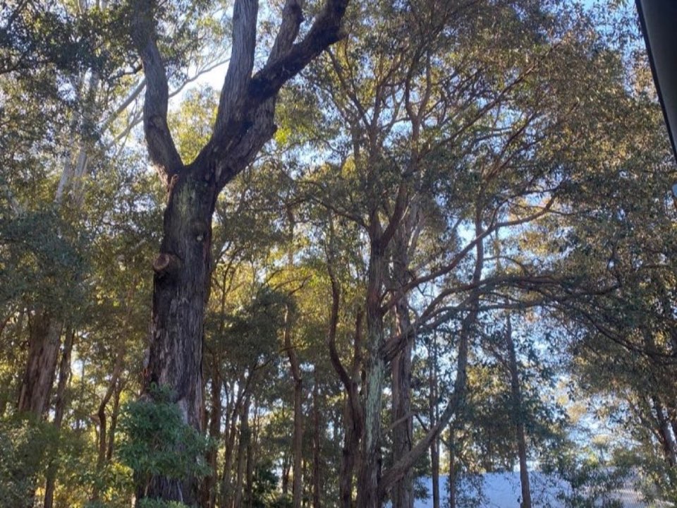 Mature trees in West Midlands parkland with a property visible in the background